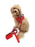 قلاده لباسی هارنس (Harness) خالخالی